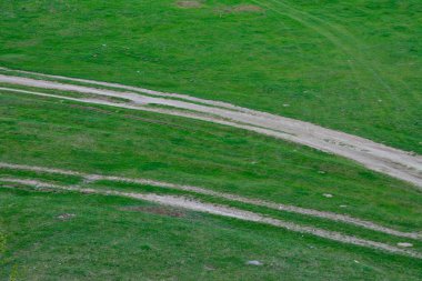 toprak yolun yakınlarında orman içinde
