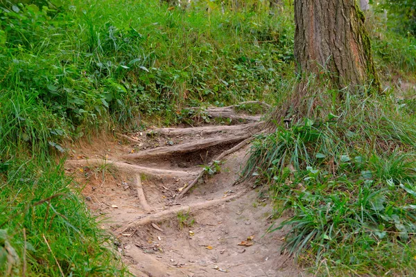 The roots of the tree protrude on the trail — Stock Photo, Image