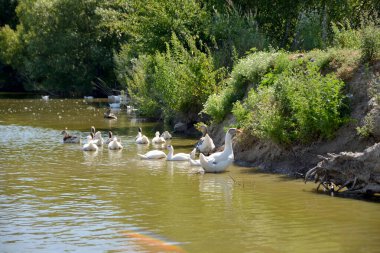 Su deposunun kıyısında ördekli ördek yavrusu