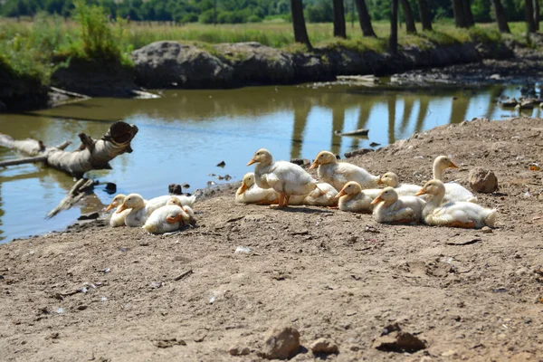 Ællinger Ved Bredden Reservoiret - Stock-foto