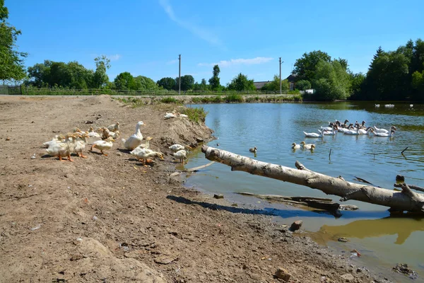 Duck Ducklings Shore Reservoir — Stock Photo, Image