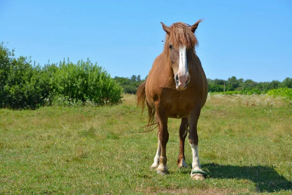 Horse Grazes Field — Stock Photo, Image