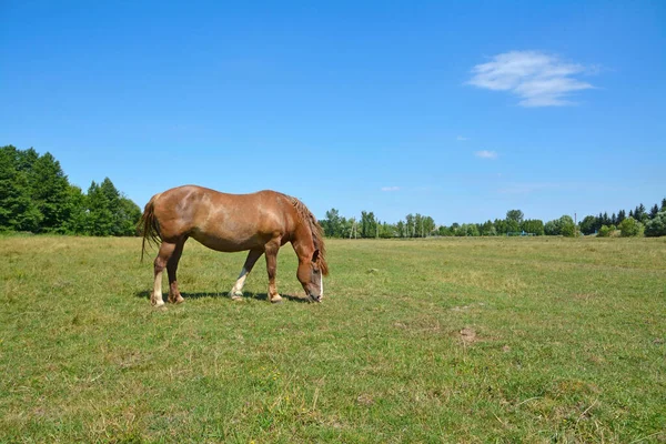 Horse Grazes Field — Stock Photo, Image