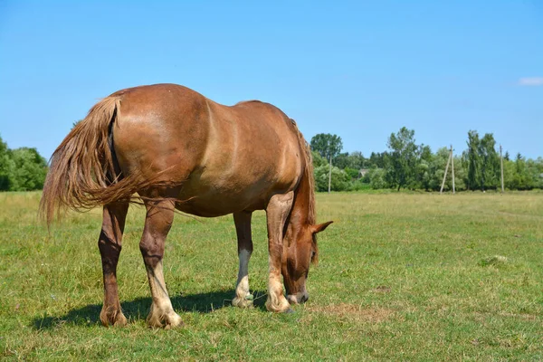 Horse Grazes Field — Stock Photo, Image