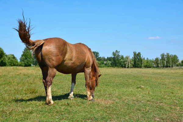 Cavallo Brucia Nel Campo — Foto Stock