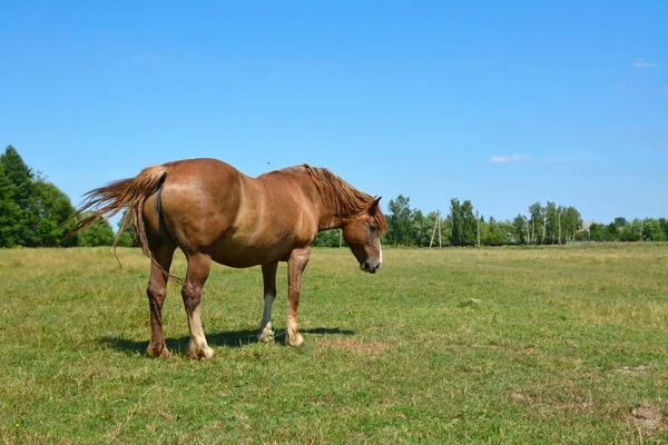 Horse Grazes Field — Stock Photo, Image