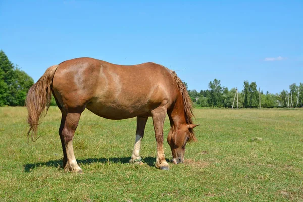 馬は畑で草を食べ ストック写真