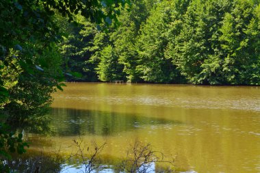 Orman gölü ağaçlarla çevrili.