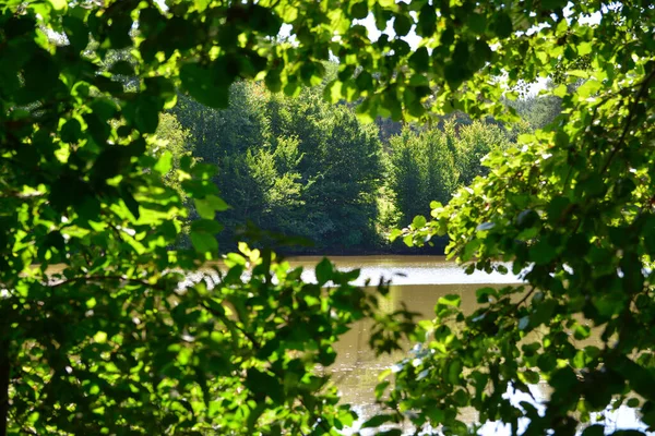 Veduta Del Lago Foresta Attraverso Rami Alberi Verdi — Foto Stock