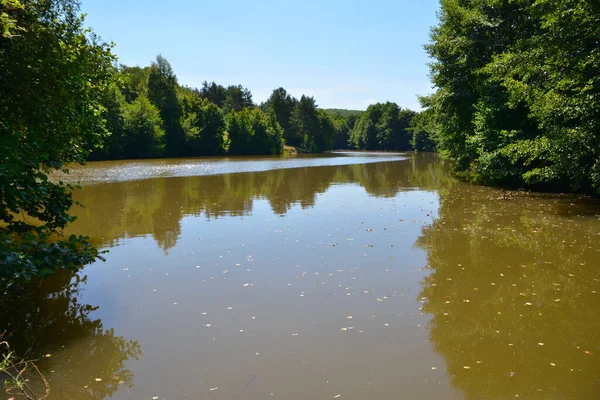 Forest Lake Surrounded Trees — Stock Photo, Image