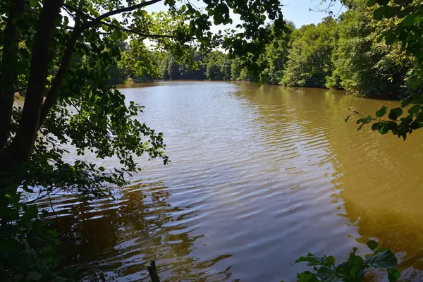 Der Waldsee Ist Von Bäumen Umgeben — Stockfoto