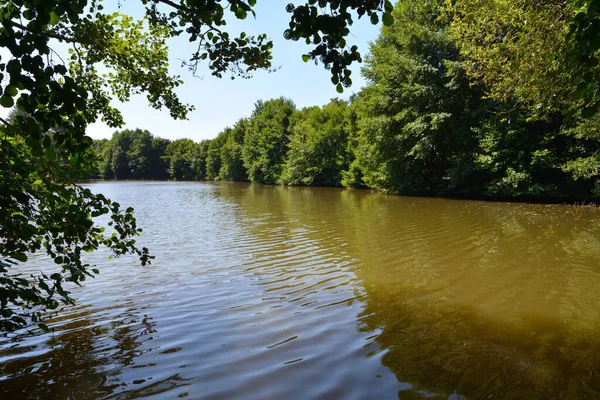 Der Waldsee Ist Von Bäumen Umgeben — Stockfoto