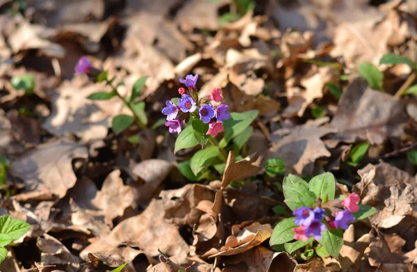 Corydalis Nella Foresta Primaverile — Foto Stock