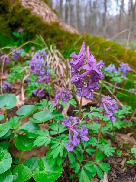 Corydalis Frühlingswald — Stockfoto