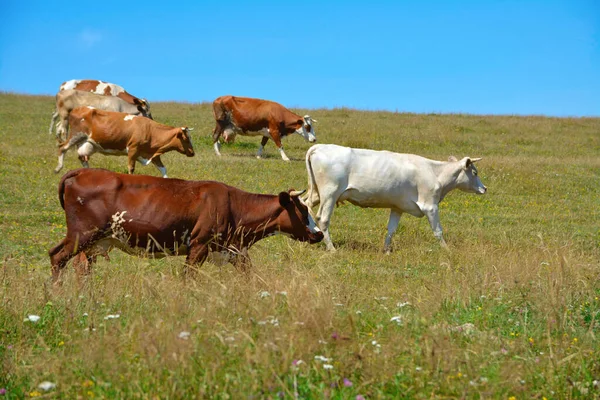 Group Cows Field — Stock Photo, Image