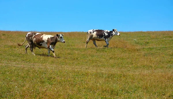 Two Cows Field — Stock Photo, Image