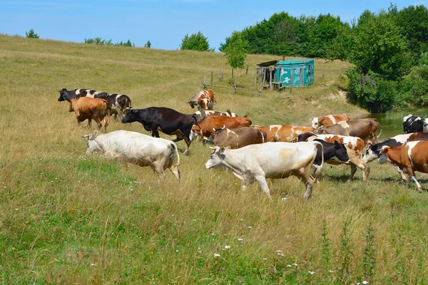 Group Cows Field — Stock Photo, Image