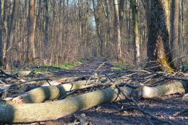 Ormandaki kırık ağaçlar