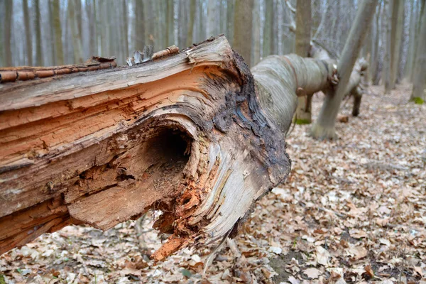 Brutna Träd Skogen — Stockfoto