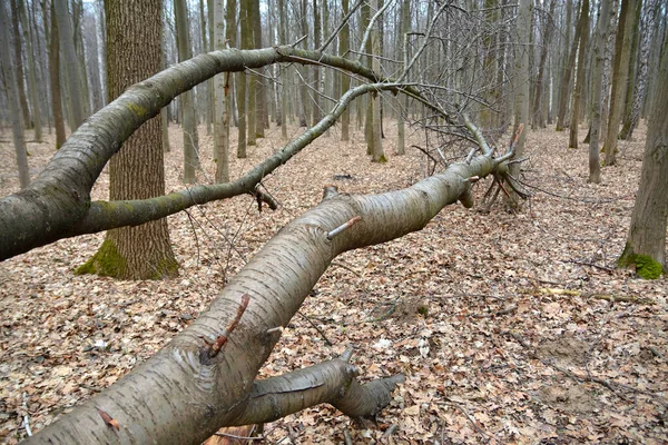 Brutna Träd Skogen — Stockfoto