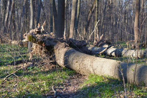 Brutna Träd Skogen — Stockfoto