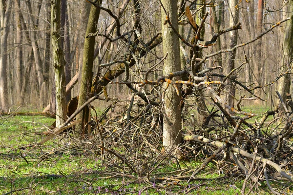 Árboles Rotos Bosque — Foto de Stock
