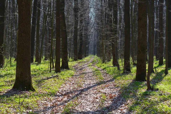 Frühling Mischwald Mit Viel Grün — Stockfoto