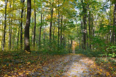 Sonbahar ormanında yol