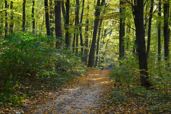 Sonbahar Ormanında Yol — Stok fotoğraf