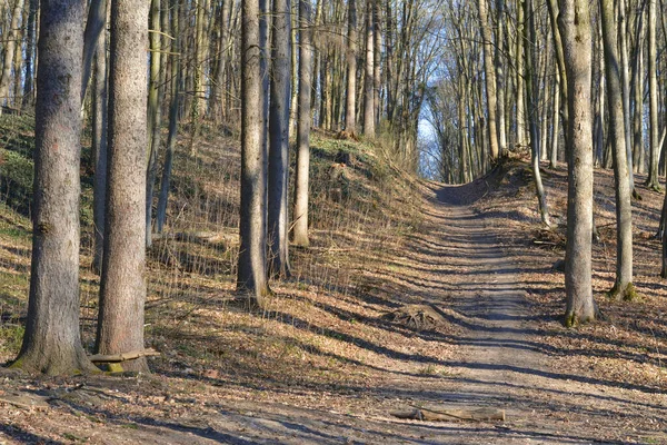 Straße Frühlingswald — Stockfoto
