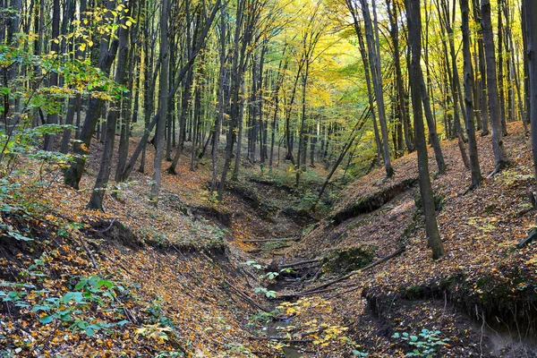 Gully Autumn Forest — Stock Photo, Image