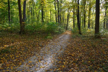 Sonbahar ormanında yol