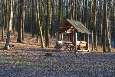 Ormandaki ahşap ağaç.