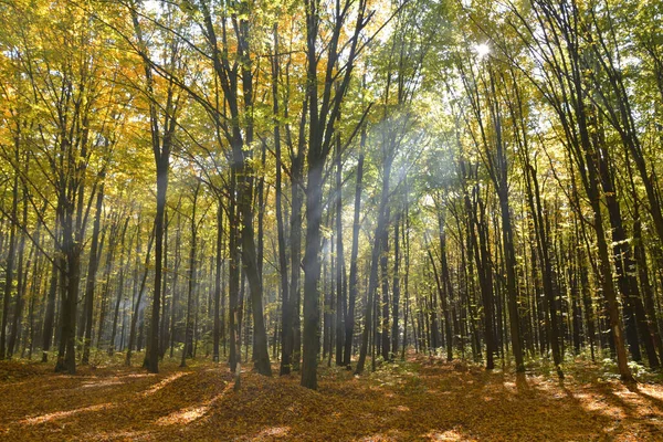 Sonnenstrahl Durch Die Äste Herbstlichen Wald — Stockfoto