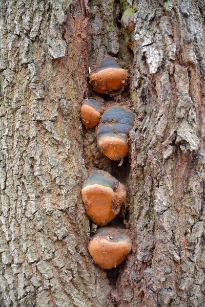 Mushrooms Tree — Stock Photo, Image