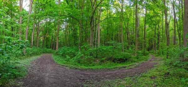 Green Spring Forest Panorama — Stock Photo, Image