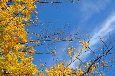 Sonbahar ağaçlarında sarı yapraklar