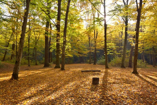 Gelbe Blätter Herbstbäumen — Stockfoto