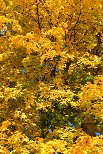 Yellow Leaves Autumn Trees Stock Image