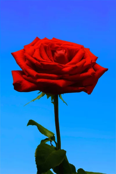 Rose rouge sur fond bleu. — Photo