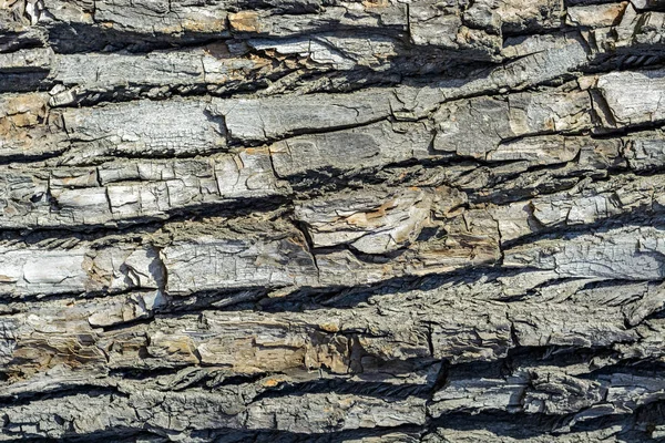 Corteza de árbol . — Foto de Stock