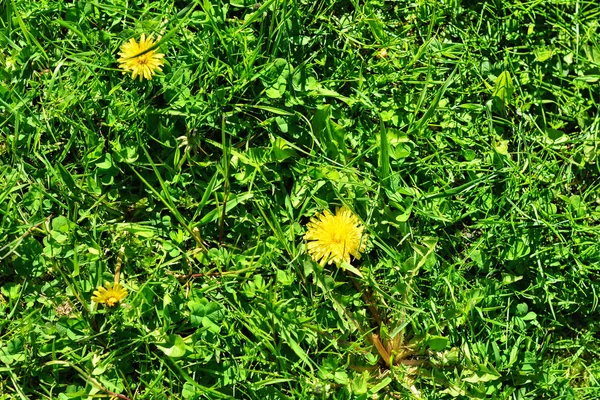 タンポポの芝生の上. — ストック写真