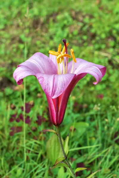A flor de lírio . — Fotografia de Stock