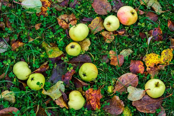 Äpplen på gräset. — Stockfoto