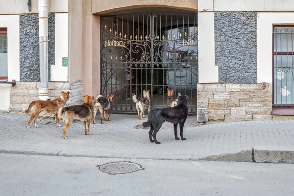 Stado bezpańskich psów. — Zdjęcie stockowe