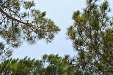 Gökyüzüne karşı dallar.