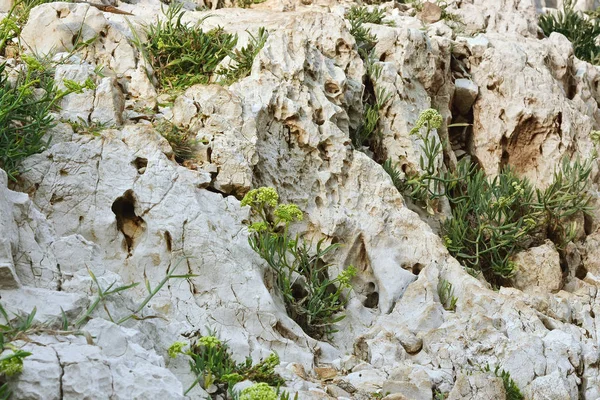 Plantas en la roca . — Foto de Stock