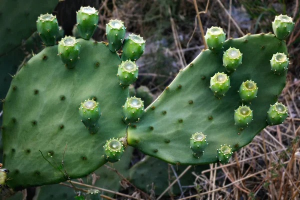 Green cactus of Croatia. — Stock Photo, Image