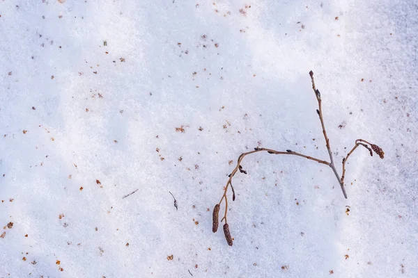 雪の中でブランチ. — ストック写真