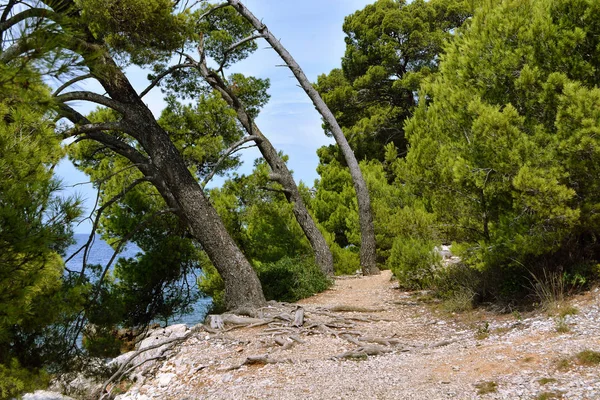 Trees leaned toward the sea. — Stock Photo, Image